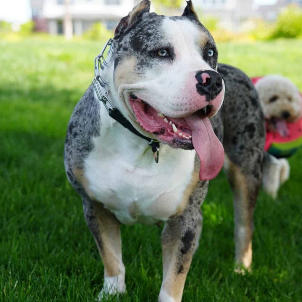 Bella's Bullys – The perfect Bully for you home